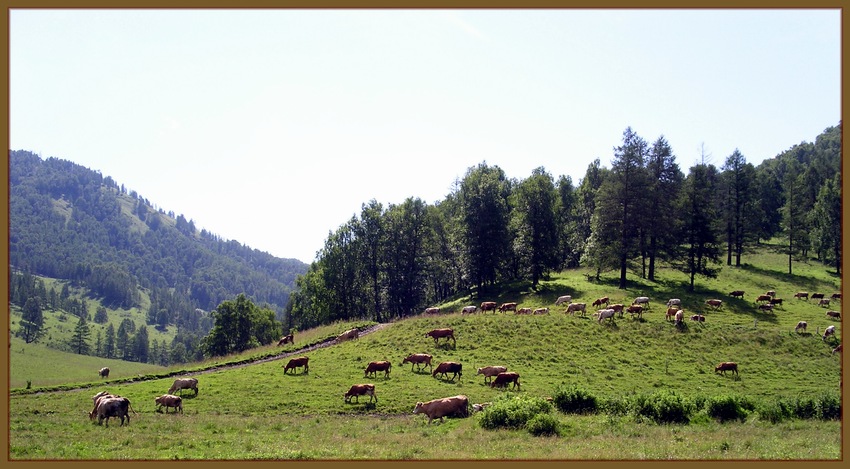 Алтайская пастораль.