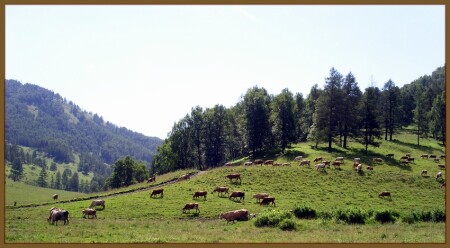 Алтайская пастораль.