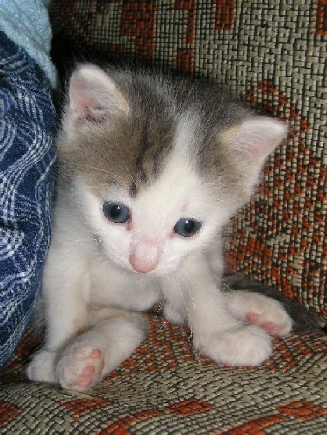 котенок