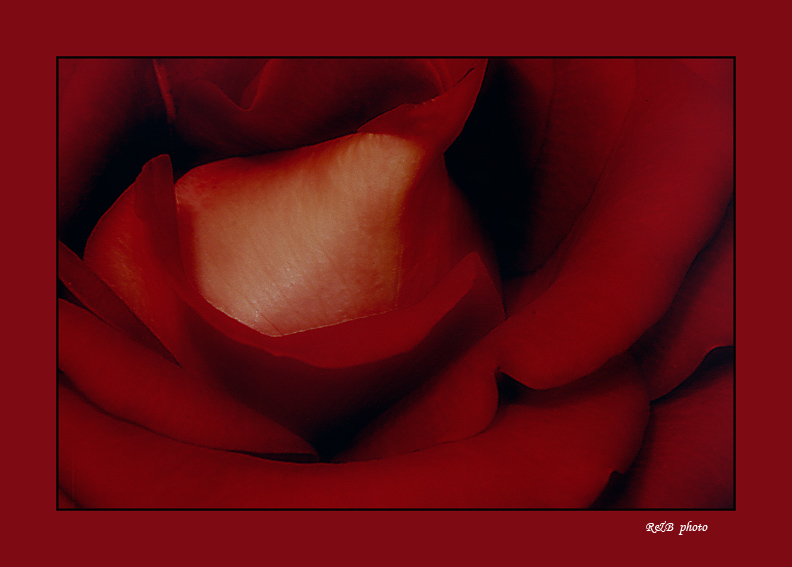 The Rose