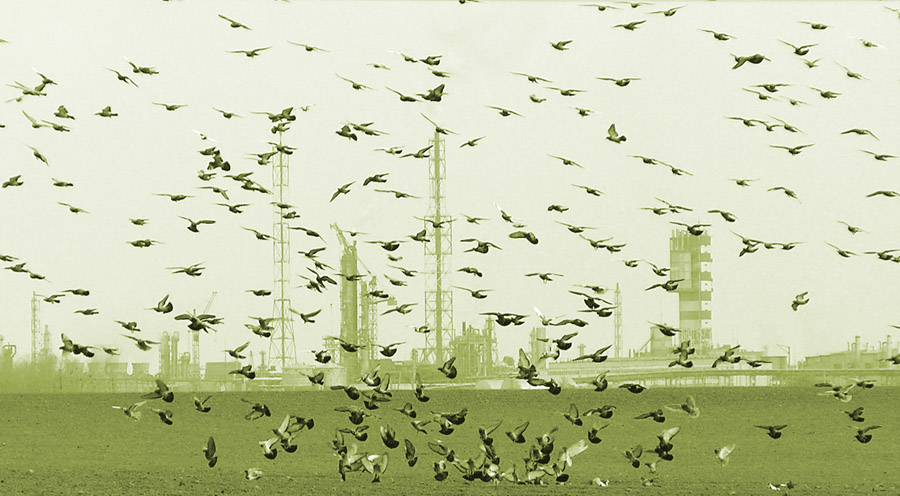 birds