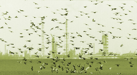 birds