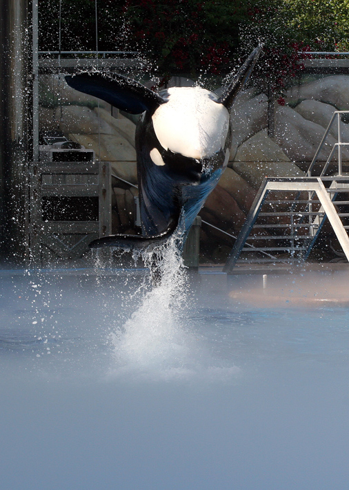 KASATKA