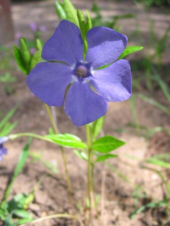 Одинокий