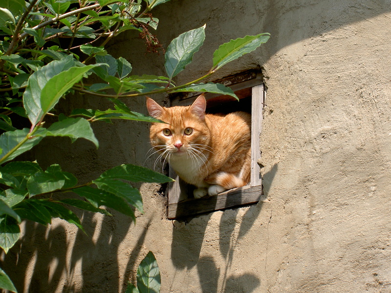 Мордарий 