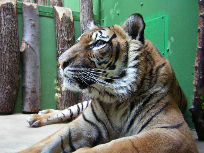 Tiger