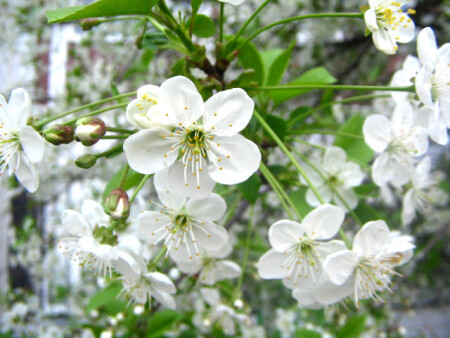 Цветущая вишня