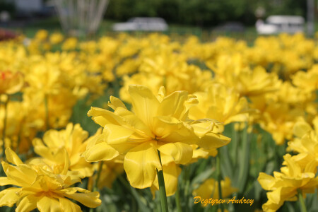 Цветущий май!