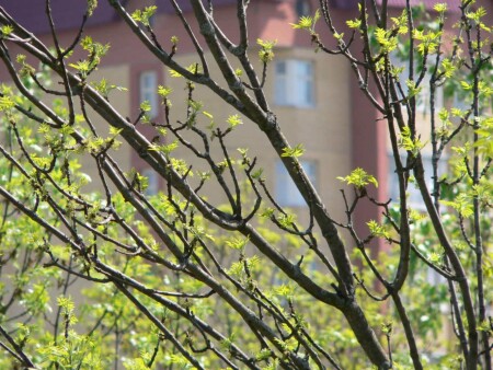 Вид из окна