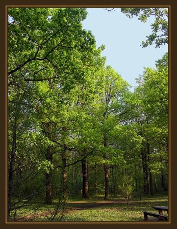 Майский лес