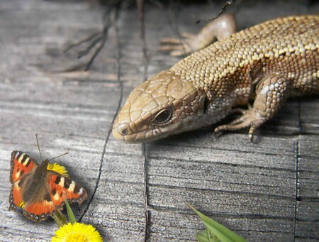 Мы такие разные