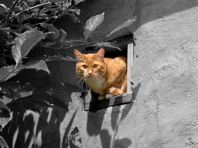 Мордарий B&amp;W