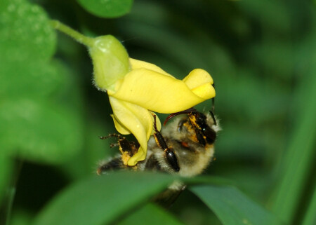 Поужинаем ...