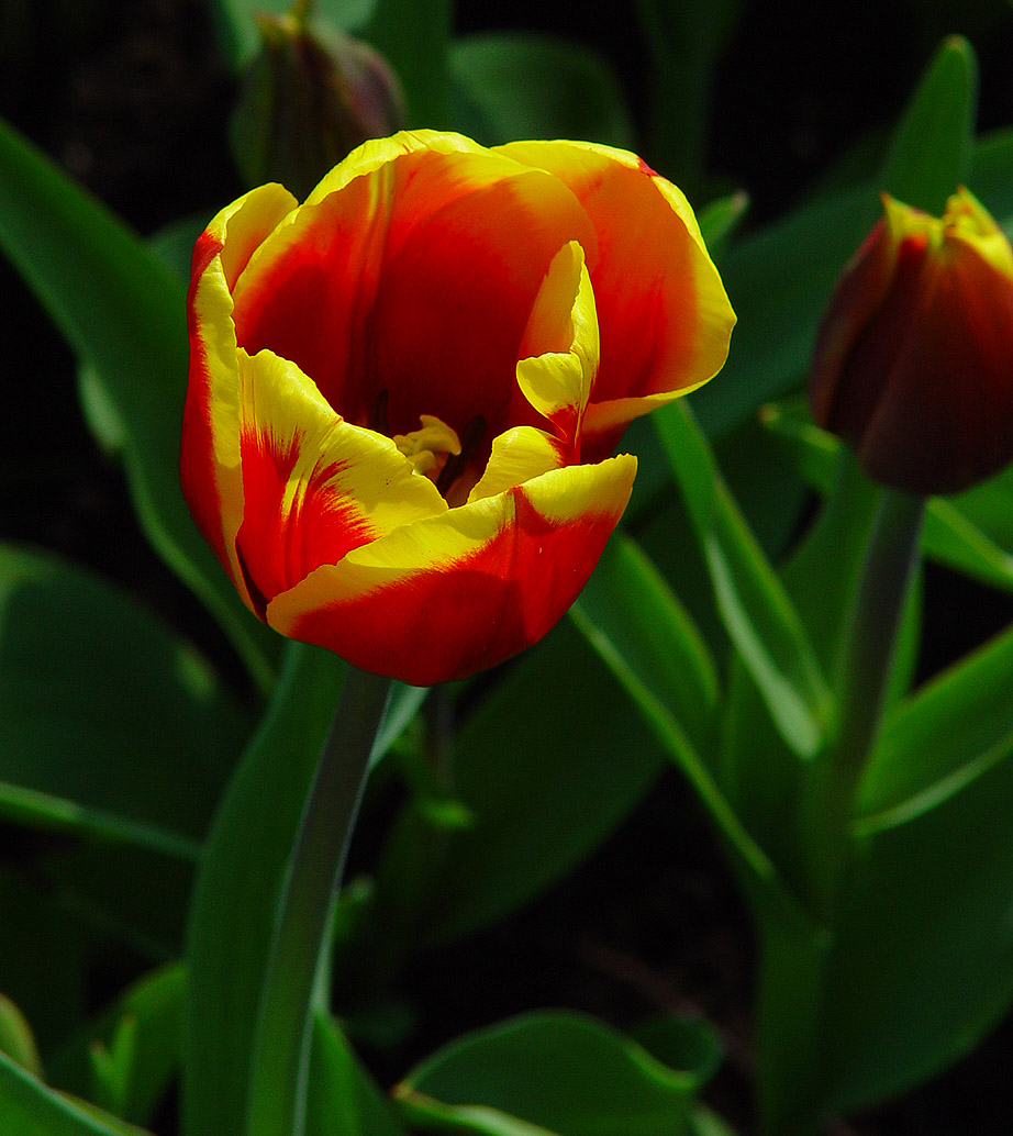 KEUKENHOF – праздник весенней мозаики 2