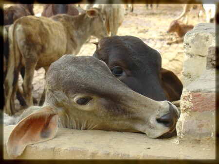 Дети коровы