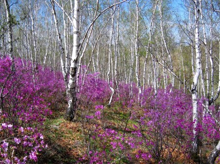 Цветущий багульник