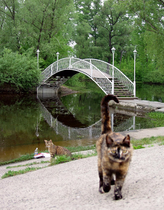 Кошачий пикник