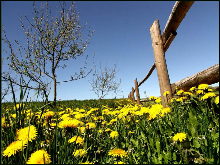 Countryside. Reminiscences.