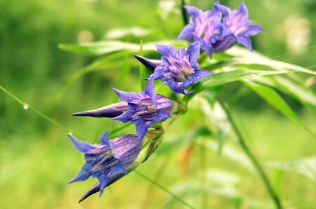 Колокольчики