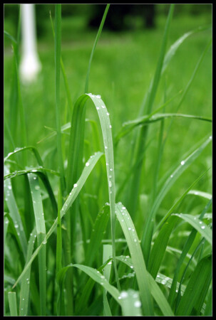 после дождя