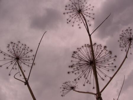 Одуванчик из Чернобыля