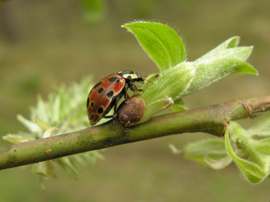 Коровка