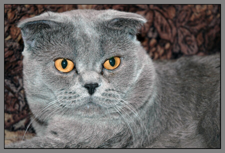 Портрет кота-боксера