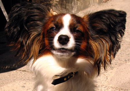 вот такое вот маленькое чудо