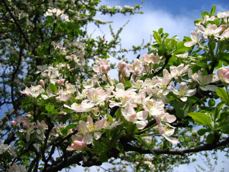 яблони в цвету