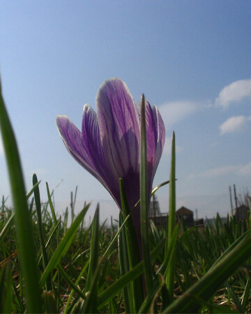 Весна ещё в начале ...