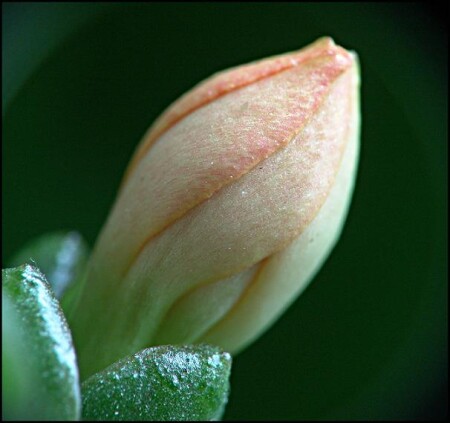 Стремление