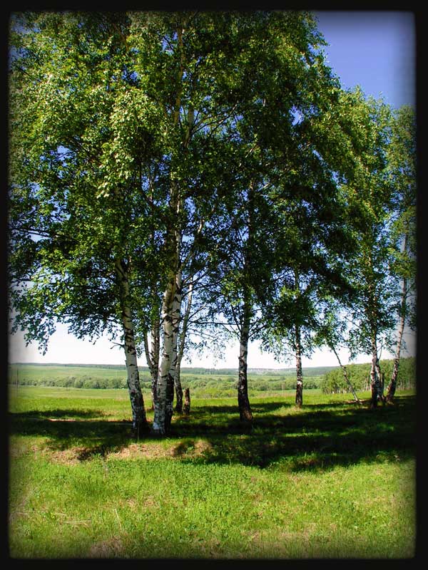 Березки