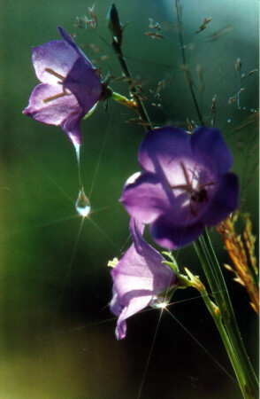 Утренние слезы радости