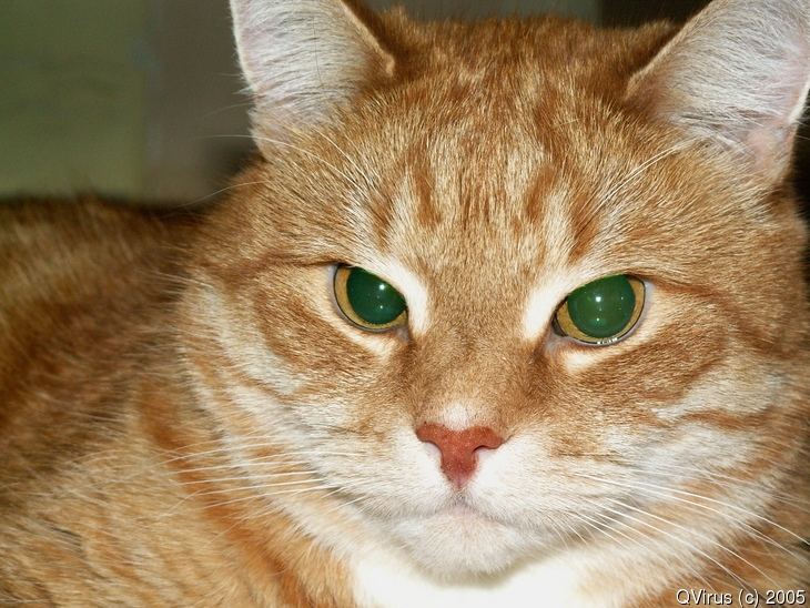 Огненый кот