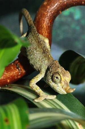 Дьяволенок во плоти