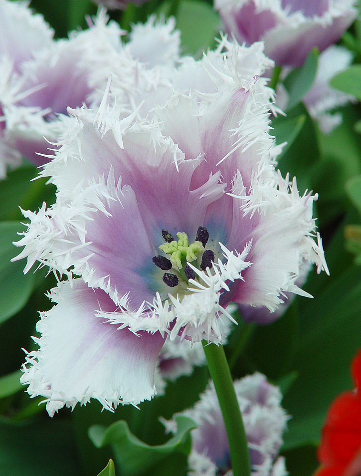 KEUKENHOF – праздник весенней мозаики 3