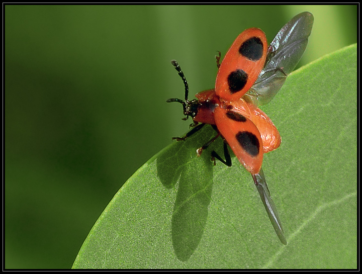 Endomychus Сoccineus