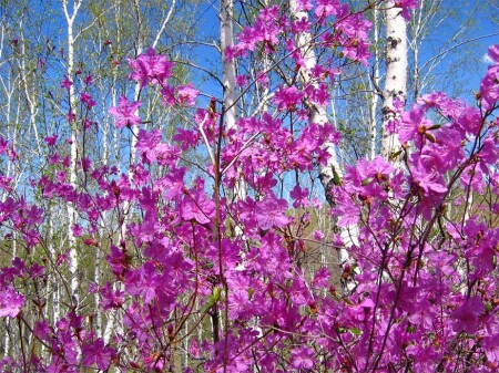 Цветущий багульник 5