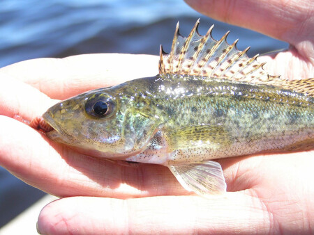 Ерш Ершович Ладожский