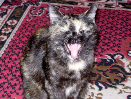 Ой как спать-то хочется