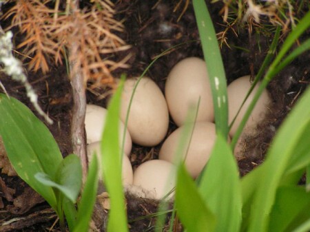 Кладовая природы