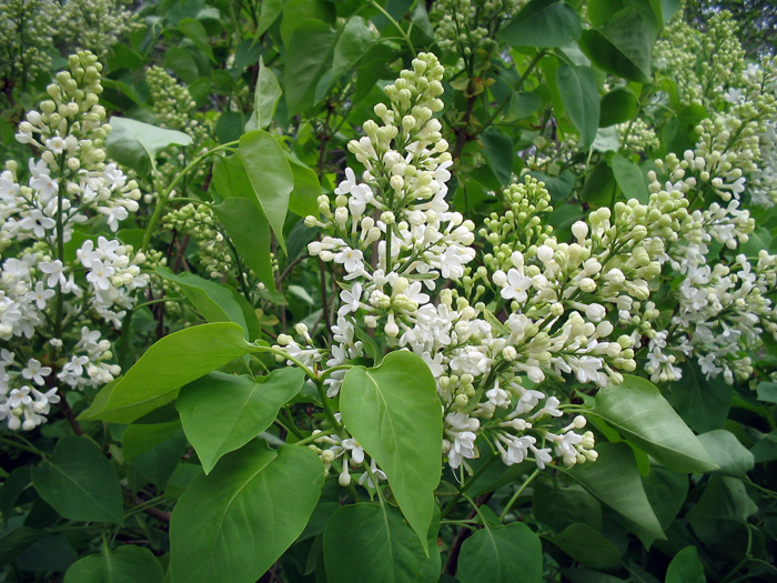 Сирень