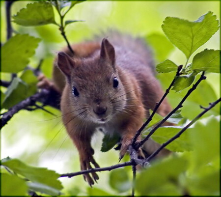 белка. портрет