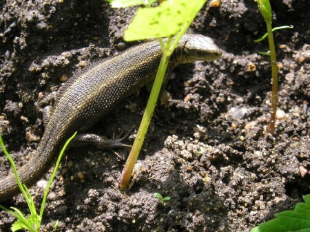 Майский загар самый темный...