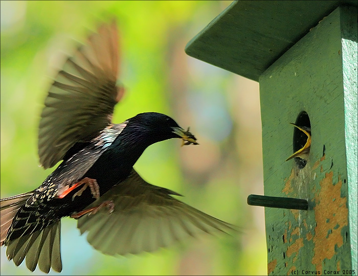 Скворец обыкновенный (Sturnus vulgaris)