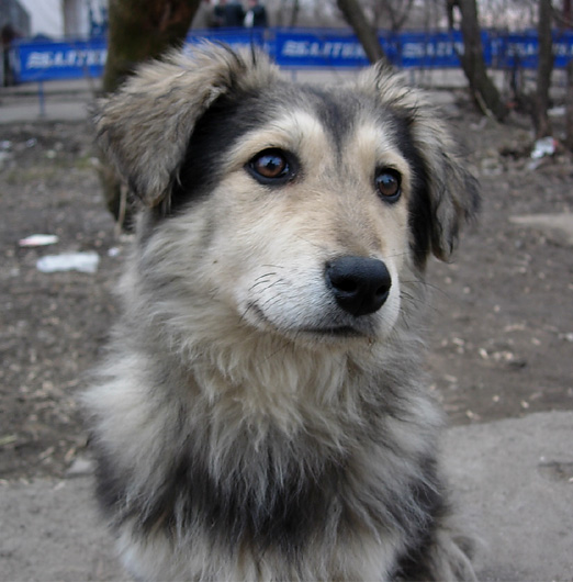 дворовый :)