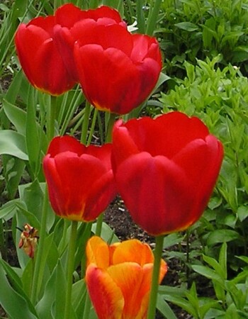 весенний букет