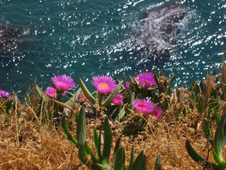 кактусы над морем