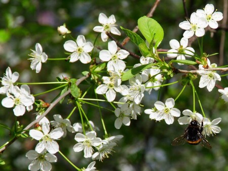 Вишневый цвет