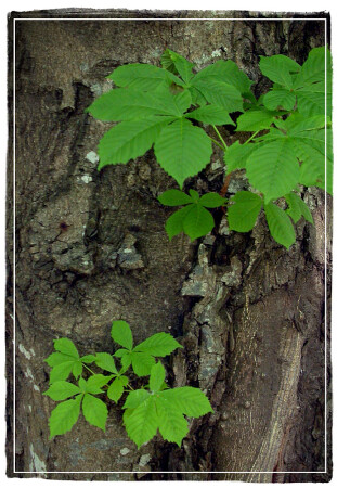 Японский дуотон :))